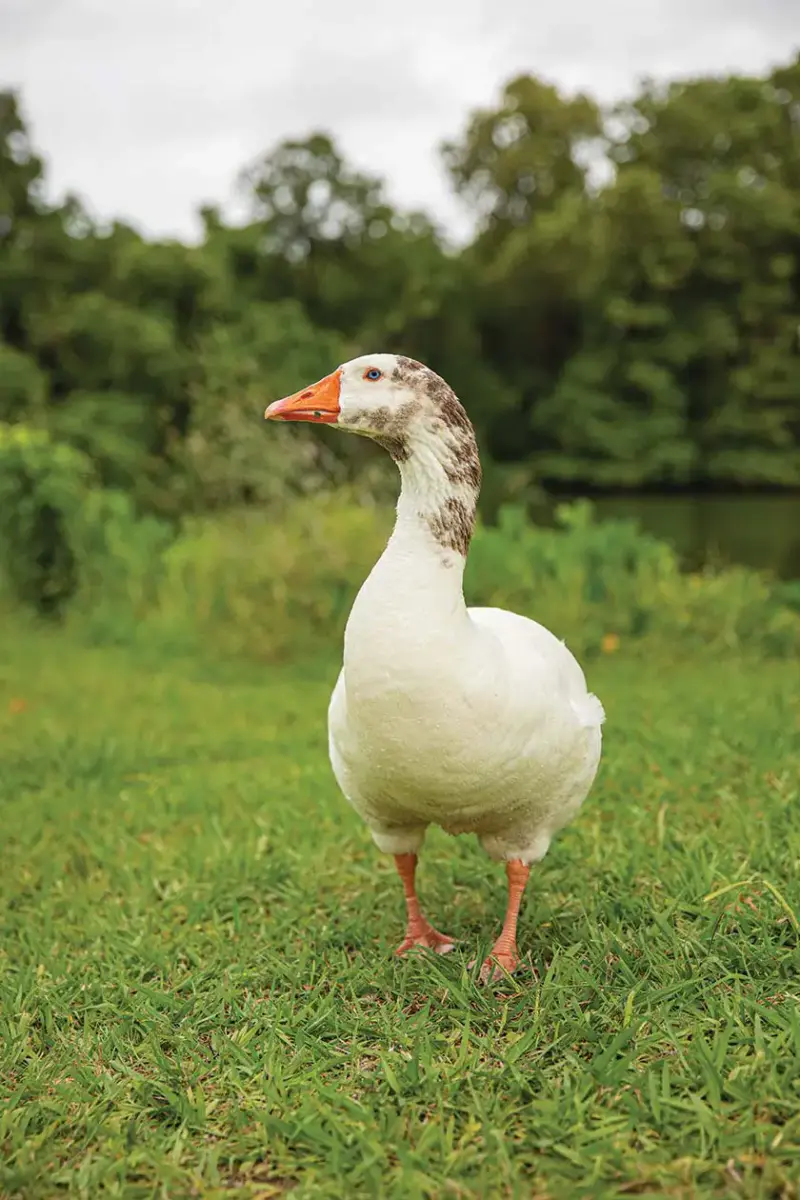 white duck coming to investigate colorful camper