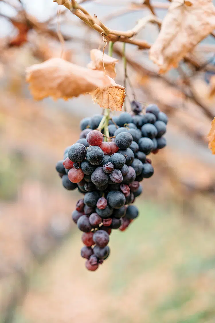 fall cluster of grapes on the vine