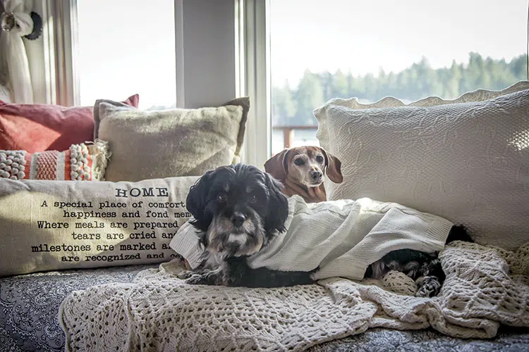 gods at home on the couch with a view to Puget Sound behind them