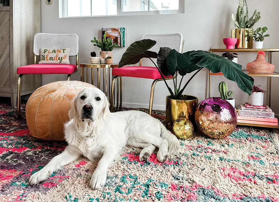 Tessie the golden retriever in hidden she shed